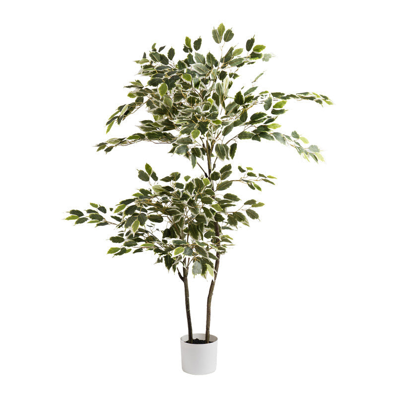 145cm Artificial Variegated Ficus Tree in White Pot